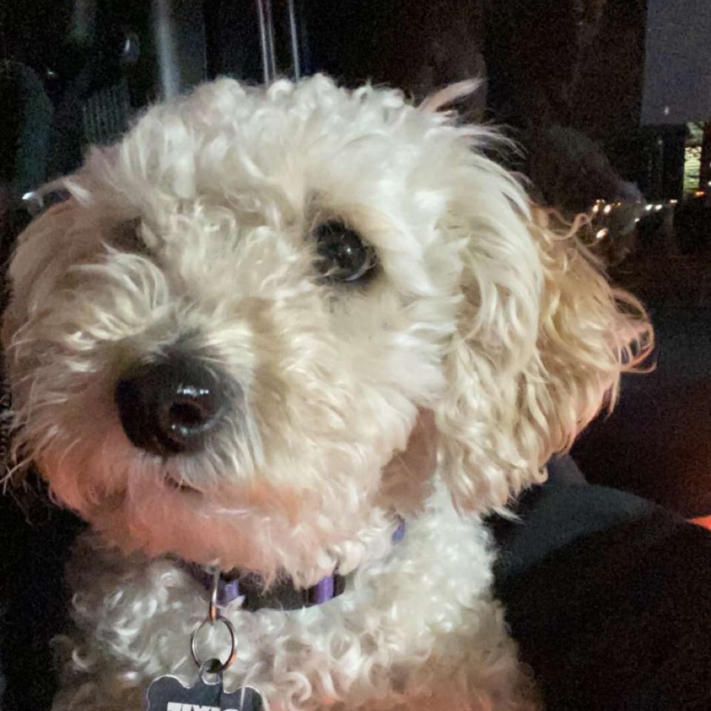 Meet your Posher, Kylie